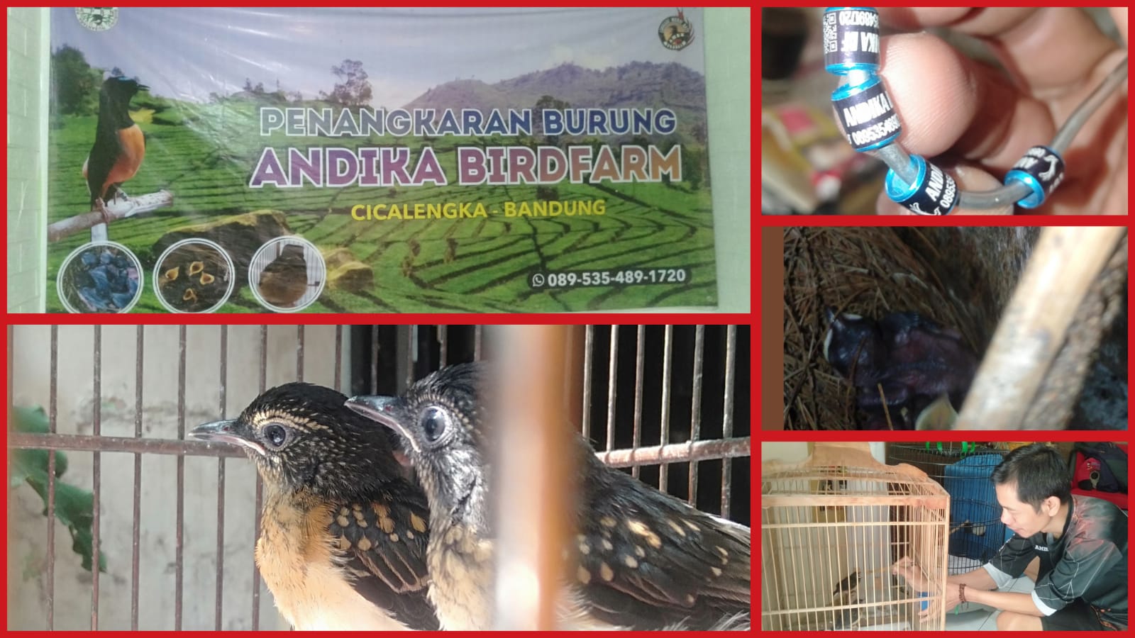 Andika Bird Farm dari Kampung Cikurutug Sukses Jadi Penangkaran Murai Batu Terpercaya, Anakan Prestasi Harganya Capai Ratusan Juta